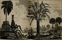 An illustration from Legatio batavica ad magnum Tartariæ chamum Sungteium, modernum Sinæ imperatorem. Historiarum narratione, quæ legatis in provinciis Quantung, Kiangsi, Nanking, Xantung, Peking, & aula imperatoriâ ab anno 1665 ad annum 1657 obtigerunt, ut & ardua Sinensium in bello tartarico fortunâ, provinciarum accurata geographia, urbium delineatione, nec non artis & naturæ miraculis ex animalium, vegetabilium, mineralium genere per centum & quinquaginta æneas figuras passim illustrata & conscripta vernacule (1668)