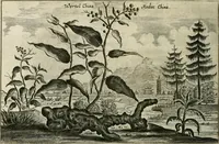 Picture 128 of 149 from Legatio batavica ad magnum Tartariæ chamum Sungteium, modernum Sinæ imperatorem. Historiarum narratione, quæ legatis in provinciis Quantung, Kiangsi, Nanking, Xantung, Peking, & aula imperatoriâ ab anno 1665 ad annum 1657 obtigerunt, ut & ardua Sinensium in bello tartarico fortunâ, provinciarum accurata geographia, urbium delineatione, nec non artis & naturæ miraculis ex animalium, vegetabilium, mineralium genere per centum & quinquaginta æneas figuras passim illustrata & conscripta vernacule (1668), leaf 345