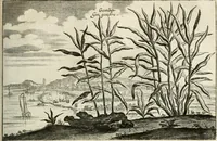 Picture 129 of 149 from Legatio batavica ad magnum Tartariæ chamum Sungteium, modernum Sinæ imperatorem. Historiarum narratione, quæ legatis in provinciis Quantung, Kiangsi, Nanking, Xantung, Peking, & aula imperatoriâ ab anno 1665 ad annum 1657 obtigerunt, ut & ardua Sinensium in bello tartarico fortunâ, provinciarum accurata geographia, urbium delineatione, nec non artis & naturæ miraculis ex animalium, vegetabilium, mineralium genere per centum & quinquaginta æneas figuras passim illustrata & conscripta vernacule (1668), leaf 346