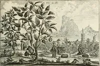 Picture 130 of 149 from Legatio batavica ad magnum Tartariæ chamum Sungteium, modernum Sinæ imperatorem. Historiarum narratione, quæ legatis in provinciis Quantung, Kiangsi, Nanking, Xantung, Peking, & aula imperatoriâ ab anno 1665 ad annum 1657 obtigerunt, ut & ardua Sinensium in bello tartarico fortunâ, provinciarum accurata geographia, urbium delineatione, nec non artis & naturæ miraculis ex animalium, vegetabilium, mineralium genere per centum & quinquaginta æneas figuras passim illustrata & conscripta vernacule (1668), leaf 348