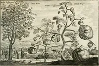 An illustration from Legatio batavica ad magnum Tartariæ chamum Sungteium, modernum Sinæ imperatorem. Historiarum narratione, quæ legatis in provinciis Quantung, Kiangsi, Nanking, Xantung, Peking, & aula imperatoriâ ab anno 1665 ad annum 1657 obtigerunt, ut & ardua Sinensium in bello tartarico fortunâ, provinciarum accurata geographia, urbium delineatione, nec non artis & naturæ miraculis ex animalium, vegetabilium, mineralium genere per centum & quinquaginta æneas figuras passim illustrata & conscripta vernacule (1668)