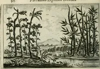 An illustration from Legatio batavica ad magnum Tartariæ chamum Sungteium, modernum Sinæ imperatorem. Historiarum narratione, quæ legatis in provinciis Quantung, Kiangsi, Nanking, Xantung, Peking, & aula imperatoriâ ab anno 1665 ad annum 1657 obtigerunt, ut & ardua Sinensium in bello tartarico fortunâ, provinciarum accurata geographia, urbium delineatione, nec non artis & naturæ miraculis ex animalium, vegetabilium, mineralium genere per centum & quinquaginta æneas figuras passim illustrata & conscripta vernacule (1668)