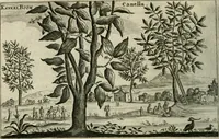 An illustration from Legatio batavica ad magnum Tartariæ chamum Sungteium, modernum Sinæ imperatorem. Historiarum narratione, quæ legatis in provinciis Quantung, Kiangsi, Nanking, Xantung, Peking, & aula imperatoriâ ab anno 1665 ad annum 1657 obtigerunt, ut & ardua Sinensium in bello tartarico fortunâ, provinciarum accurata geographia, urbium delineatione, nec non artis & naturæ miraculis ex animalium, vegetabilium, mineralium genere per centum & quinquaginta æneas figuras passim illustrata & conscripta vernacule (1668)