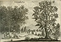 An illustration from Legatio batavica ad magnum Tartariæ chamum Sungteium, modernum Sinæ imperatorem. Historiarum narratione, quæ legatis in provinciis Quantung, Kiangsi, Nanking, Xantung, Peking, & aula imperatoriâ ab anno 1665 ad annum 1657 obtigerunt, ut & ardua Sinensium in bello tartarico fortunâ, provinciarum accurata geographia, urbium delineatione, nec non artis & naturæ miraculis ex animalium, vegetabilium, mineralium genere per centum & quinquaginta æneas figuras passim illustrata & conscripta vernacule (1668)