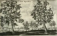 An illustration from Legatio batavica ad magnum Tartariæ chamum Sungteium, modernum Sinæ imperatorem. Historiarum narratione, quæ legatis in provinciis Quantung, Kiangsi, Nanking, Xantung, Peking, & aula imperatoriâ ab anno 1665 ad annum 1657 obtigerunt, ut & ardua Sinensium in bello tartarico fortunâ, provinciarum accurata geographia, urbium delineatione, nec non artis & naturæ miraculis ex animalium, vegetabilium, mineralium genere per centum & quinquaginta æneas figuras passim illustrata & conscripta vernacule (1668)