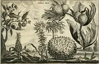 An illustration from Legatio batavica ad magnum Tartariæ chamum Sungteium, modernum Sinæ imperatorem. Historiarum narratione, quæ legatis in provinciis Quantung, Kiangsi, Nanking, Xantung, Peking, & aula imperatoriâ ab anno 1665 ad annum 1657 obtigerunt, ut & ardua Sinensium in bello tartarico fortunâ, provinciarum accurata geographia, urbium delineatione, nec non artis & naturæ miraculis ex animalium, vegetabilium, mineralium genere per centum & quinquaginta æneas figuras passim illustrata & conscripta vernacule (1668)
