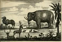 An illustration from Legatio batavica ad magnum Tartariæ chamum Sungteium, modernum Sinæ imperatorem. Historiarum narratione, quæ legatis in provinciis Quantung, Kiangsi, Nanking, Xantung, Peking, & aula imperatoriâ ab anno 1665 ad annum 1657 obtigerunt, ut & ardua Sinensium in bello tartarico fortunâ, provinciarum accurata geographia, urbium delineatione, nec non artis & naturæ miraculis ex animalium, vegetabilium, mineralium genere per centum & quinquaginta æneas figuras passim illustrata & conscripta vernacule (1668)