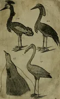 An illustration from Le iardin, et cabinet poetique de Paul Contant, apoticaire de Poictiers (1609)
