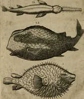 An illustration from Le iardin, et cabinet poetique de Paul Contant, apoticaire de Poictiers (1609)