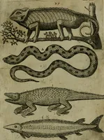 An illustration from Le iardin, et cabinet poetique de Paul Contant, apoticaire de Poictiers (1609)