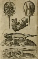 An illustration from Le iardin, et cabinet poetique de Paul Contant, apoticaire de Poictiers (1609)