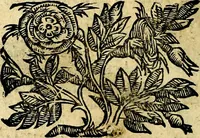 An illustration from Le imagini dei degli antichi (1608)