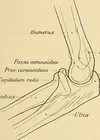 An illustration from Leitfaden des Röntgen-Verfahrens (1903)
