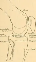 An illustration from Leitfaden des Röntgen-Verfahrens (1903)