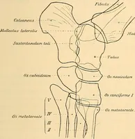 An illustration from Leitfaden des Röntgen-Verfahrens (1903)