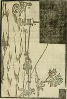 An illustration from Le machine : volume nuouo et di molto artificio da fare effetti marauigliosi tanto spiritali quanto di animale operatione arichito di bellissime figure conle dichiarationi a ciascuna di esse in lingua uolgare et latina (1629)