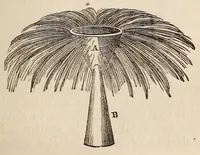 An illustration from Le magicien des salons, ou, Le diable couleur de rose : recueil nouveau de tours d'escamotage, de physique amusante, de chimie récréative, de tours de cartes, magie blanche, etc., etc. (1873)