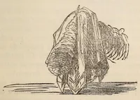 An illustration from Le magicien des salons, ou, Le diable couleur de rose : recueil nouveau de tours d'escamotage, de physique amusante, de chimie récréative, de tours de cartes, magie blanche, etc., etc. (1873)