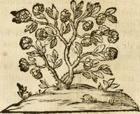 An illustration from Le memorie de l'anno santo M.DC.LXXV : celebrato da papa Clemente X e consecrate alla santitá di N.S. papa Innocenzo XII (1691)