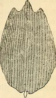 An illustration from Le microscope manuel a l'usage des étudiants (1867)