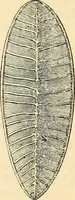 An illustration from Le microscope manuel a l'usage des étudiants (1867)