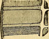 An illustration from Le microscope manuel a l'usage des étudiants (1867)