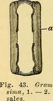 Picture 36 of 50 from Le microscope manuel a l'usage des étudiants (1867), leaf 93