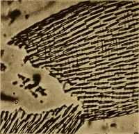 An illustration from The lens (1872)