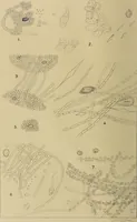 An illustration from The lens (1872)
