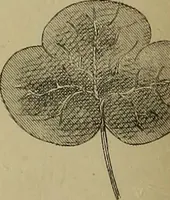 An illustration from The lens (1872)