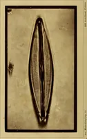 An illustration from The lens (1872)
