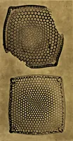 An illustration from The lens (1872)