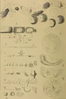 An illustration from The lens (1872)