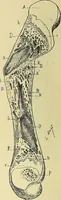 An illustration from Leçons cliniques de chirurgie infantile : deuxième série (1905)