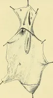 An illustration from Leçons cliniques de chirurgie infantile : deuxième série (1905)