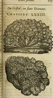 An illustration from Le parfaict ioaillier, ou, Histoire des pierreries : où sont amplement descrites leur naissance, iuste prix, moyen de les cognoistre, & se garder des contre-faites, facultez medecinales, & proprietez curieuses (1644)