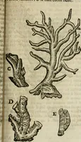 An illustration from Le parfaict ioaillier, ou, Histoire des pierreries : où sont amplement descrites leur naissance, iuste prix, moyen de les cognoistre, & se garder des contre-faites, facultez medecinales, & proprietez curieuses (1644)