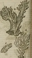 An illustration from Le parfaict ioaillier, ou, Histoire des pierreries : où sont amplement descrites leur naissance, iuste prix, moyen de les cognoistre, & se garder des contre-faites, facultez medecinales, & proprietez curieuses (1644)