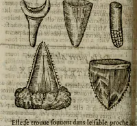 An illustration from Le parfaict ioaillier, ou, Histoire des pierreries : où sont amplement descrites leur naissance, iuste prix, moyen de les cognoistre, & se garder des contre-faites, facultez medecinales, & proprietez curieuses (1644)