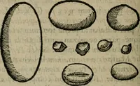 An illustration from Le parfaict ioaillier, ou, Histoire des pierreries : où sont amplement descrites leur naissance, iuste prix, moyen de les cognoistre, & se garder des contre-faites, facultez medecinales, & proprietez curieuses (1644)