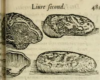 An illustration from Le parfaict ioaillier, ou, Histoire des pierreries : où sont amplement descrites leur naissance, iuste prix, moyen de les cognoistre, & se garder des contre-faites, facultez medecinales, & proprietez curieuses (1644)