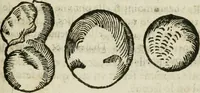 An illustration from Le parfaict ioaillier, ou, Histoire des pierreries : où sont amplement descrites leur naissance, iuste prix, moyen de les cognoistre, & se garder des contre-faites, facultez medecinales, & proprietez curieuses (1644)
