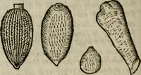 An illustration from Le parfaict ioaillier, ou, Histoire des pierreries : où sont amplement descrites leur naissance, iuste prix, moyen de les cognoistre, & se garder des contre-faites, facultez medecinales, & proprietez curieuses (1644)