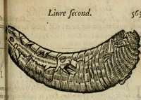 An illustration from Le parfaict ioaillier, ou, Histoire des pierreries : où sont amplement descrites leur naissance, iuste prix, moyen de les cognoistre, & se garder des contre-faites, facultez medecinales, & proprietez curieuses (1644)