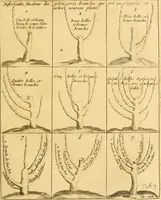 Picture 25 of 56 from Le parfait jardinier, ou, Instruction pour les jardins fruitiers et potagers : avec une Trait© des oranges, suivi de Reflexions sur l'agriculture (1695), leaf 382