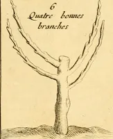 Picture 29 of 56 from Le parfait jardinier, ou, Instruction pour les jardins fruitiers et potagers : avec une Trait© des oranges, suivi de Reflexions sur l'agriculture (1695), leaf 386