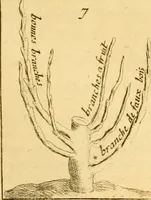 Picture 30 of 56 from Le parfait jardinier, ou, Instruction pour les jardins fruitiers et potagers : avec une Trait© des oranges, suivi de Reflexions sur l'agriculture (1695), leaf 386