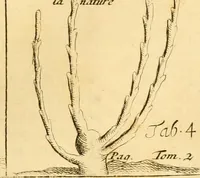 Picture 31 of 56 from Le parfait jardinier, ou, Instruction pour les jardins fruitiers et potagers : avec une Trait© des oranges, suivi de Reflexions sur l'agriculture (1695), leaf 386