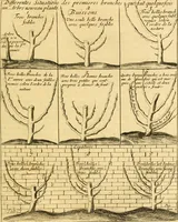 Picture 34 of 56 from Le parfait jardinier, ou, Instruction pour les jardins fruitiers et potagers : avec une Trait© des oranges, suivi de Reflexions sur l'agriculture (1695), leaf 402