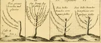 Picture 36 of 56 from Le parfait jardinier, ou, Instruction pour les jardins fruitiers et potagers : avec une Trait© des oranges, suivi de Reflexions sur l'agriculture (1695), leaf 410